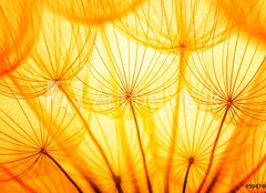 Fototapeta160 x 116  Dandelion, 160 x 116 cm