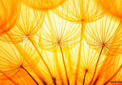 Fototapeta184 x 128  Dandelion, 184 x 128 cm