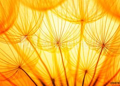 Samolepka flie 200 x 144  Dandelion, 200 x 144 cm