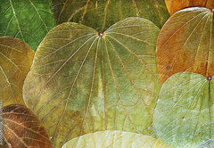 Samolepka fólie 145 x 100, 5989441 - background from natural leafs