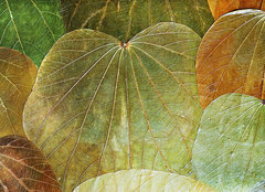 Fototapeta pltno 240 x 174, 5989441 - background from natural leafs