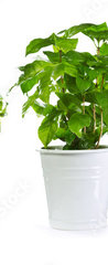 Samolepka na dveře fólie 90 x 220, 59972855 - set of potted green plants - sada hrnkových zelených rostlin