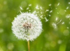 Fototapeta vliesov 100 x 73, 60211614 - dandelion with flying seeds