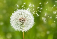 Fototapeta145 x 100  dandelion with flying seeds, 145 x 100 cm