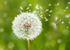 Samolepka flie 200 x 144  dandelion with flying seeds, 200 x 144 cm