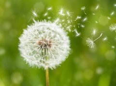 Fototapeta330 x 244  dandelion with flying seeds, 330 x 244 cm