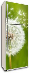 Samolepka na lednici flie 80 x 200  dandelion with flying seeds, 80 x 200 cm