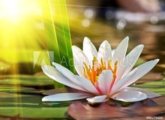 Samolepka flie 100 x 73, 60275600 - water lily - leknn