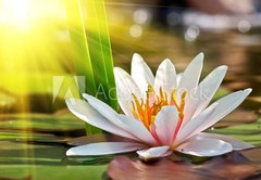 Samolepka flie 145 x 100  water lily, 145 x 100 cm