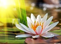 Samolepka flie 200 x 144  water lily, 200 x 144 cm
