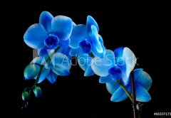 Samolepka flie 145 x 100, 60337173 - Blue sapphire orchid - Modr safrov orchidej