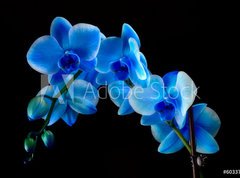 Fototapeta270 x 200  Blue sapphire orchid, 270 x 200 cm