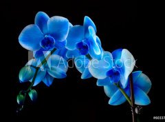 Fototapeta pltno 330 x 244, 60337173 - Blue sapphire orchid