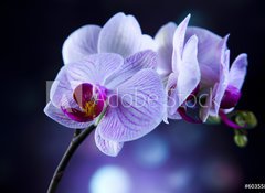 Samolepka fólie 100 x 73, 60355807 - Beautiful orchids - Krásné orchideje