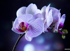 Fototapeta vliesov 100 x 73, 60355807 - Beautiful orchids