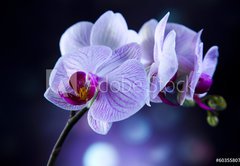 Fototapeta vliesov 145 x 100, 60355807 - Beautiful orchids