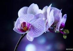 Fototapeta papr 184 x 128, 60355807 - Beautiful orchids