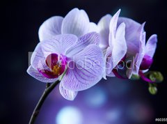 Fototapeta vliesov 270 x 200, 60355807 - Beautiful orchids