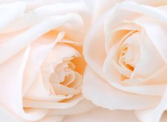 Fototapeta100 x 73  Two delicate high key beige roses macro floral background, 100 x 73 cm