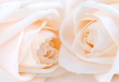 Fototapeta145 x 100  Two delicate high key beige roses macro floral background, 145 x 100 cm