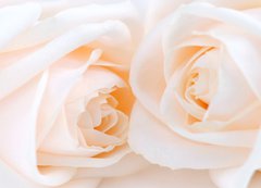 Fototapeta vliesov 200 x 144, 6046566 - Two delicate high key beige roses macro floral background