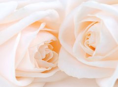 Fototapeta vliesov 270 x 200, 6046566 - Two delicate high key beige roses macro floral background