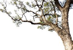Samolepka flie 145 x 100, 60475741 - Big tree on a white background