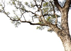 Fototapeta papr 160 x 116, 60475741 - Big tree on a white background