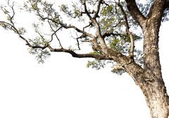 Fototapeta papr 184 x 128, 60475741 - Big tree on a white background
