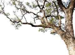 Samolepka flie 270 x 200, 60475741 - Big tree on a white background