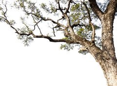 Fototapeta papr 360 x 266, 60475741 - Big tree on a white background