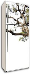 Samolepka na lednici flie 80 x 200, 60475741 - Big tree on a white background