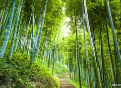 Samolepka flie 100 x 73, 60510509 - Bamboo forest and walkway - Bambusov les a chodnk