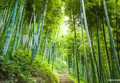 Fototapeta174 x 120  Bamboo forest and walkway, 174 x 120 cm