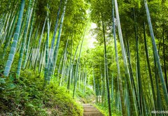 Fototapeta pltno 174 x 120, 60510509 - Bamboo forest and walkway