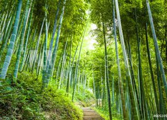 Samolepka flie 200 x 144  Bamboo forest and walkway, 200 x 144 cm