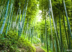 Fototapeta pltno 240 x 174, 60510509 - Bamboo forest and walkway - Bambusov les a chodnk