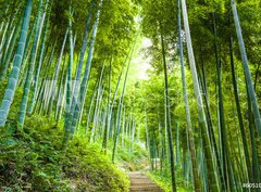 Fototapeta330 x 244  Bamboo forest and walkway, 330 x 244 cm
