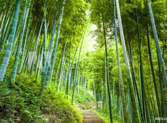Fototapeta360 x 266  Bamboo forest and walkway, 360 x 266 cm