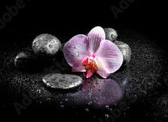Samolepka flie 100 x 73, 60629892 - Horizontal panorama with pink orchids and zen stones on black ba - Horizontln panorama s rovmi orchidejemi a zenovmi kameny na ern ba