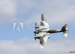 Fototapeta100 x 73  Mosquito in flight, 100 x 73 cm