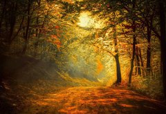 Fototapeta pltno 174 x 120, 60738927 - Autumn in the forest