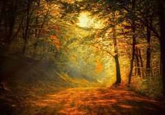 Fototapeta papr 184 x 128, 60738927 - Autumn in the forest