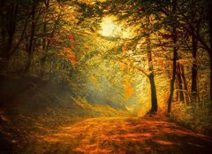 Fototapeta pltno 240 x 174, 60738927 - Autumn in the forest