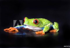 Samolepka flie 145 x 100, 6076721 - frog macro - a red-eyed tree frog isolated on black - ba makro