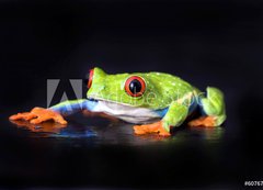Samolepka flie 200 x 144, 6076721 - frog macro - a red-eyed tree frog isolated on black - ba makro