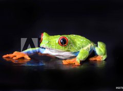 Fototapeta vliesov 270 x 200, 6076721 - frog macro - a red-eyed tree frog isolated on black - ba makro