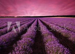 Fototapeta vliesov 100 x 73, 61156891 - Stunning lavender field landscape at sunset