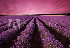 Fototapeta vliesov 145 x 100, 61156891 - Stunning lavender field landscape at sunset