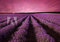 Fototapeta papr 184 x 128, 61156891 - Stunning lavender field landscape at sunset